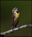 _6SB0432 dickcissel